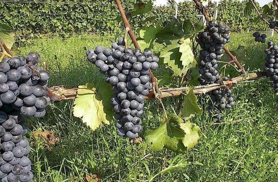 784px_AGIORGITIKO_wine_grapes_Americans_prefer_European_wines_816416271