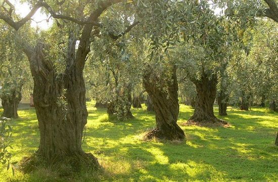 800px_Olive_trees_on_Thassos_886071153