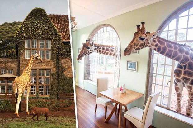 GIRAFFE MANOR 