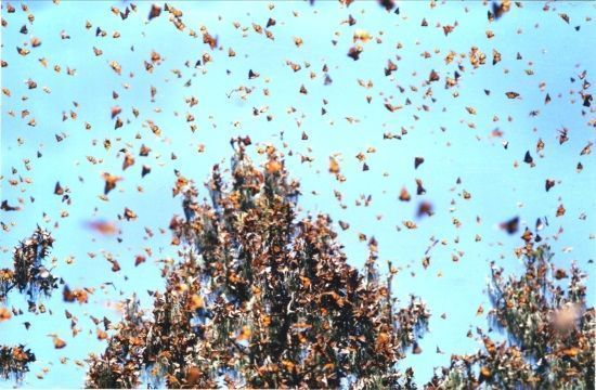 Mexmonarchs_Swarm_of_thousands_of_butterflies_passes_through_island_of_Cyprus_665913196
