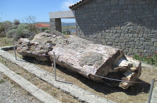 Natural_History_Museum_of_the_Lesvos_Petrified_Forest_3_Earth_life_evolution_evidence_from_fossilised_forest_on_Greek_island_of_795952287