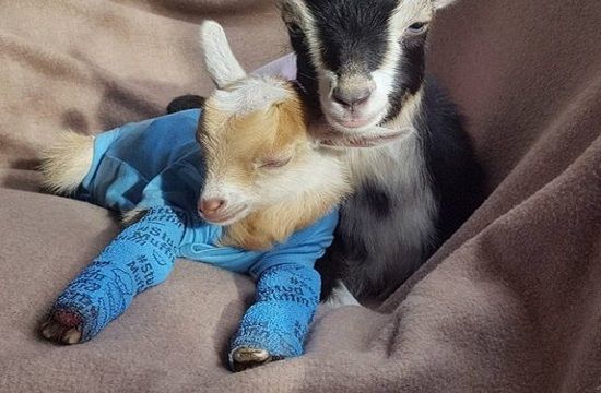 baby_goat_602295222