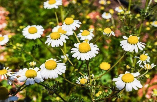 chamomile_2160324_960_720_Enjoy_the_great_benefits_of_Greek_chamomile_tea_854224722