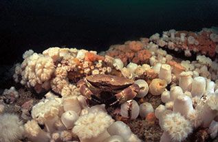 Crab with anemones