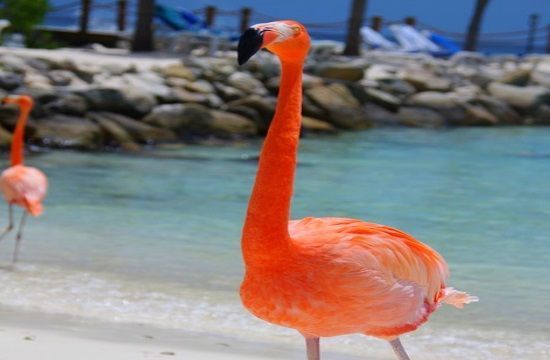 flamingo_pixabay_195626277-Lead-shot-used-by-hunters-a-deadly-threat-for-flamingos-at-Agios-Mamas-in-Halkidiki-of-Greece
