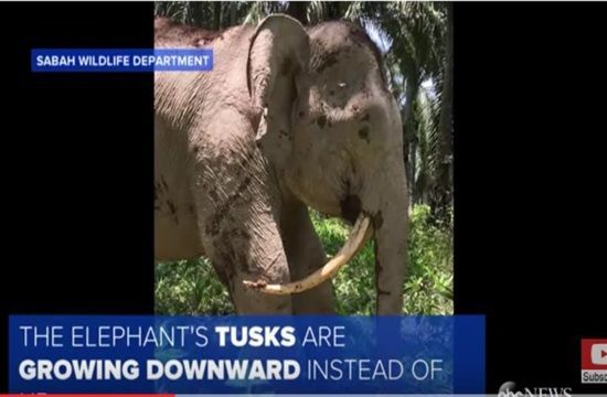 pygmy_elephant_105771767