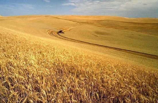 russia_farm_Wheat_harvest_351630308