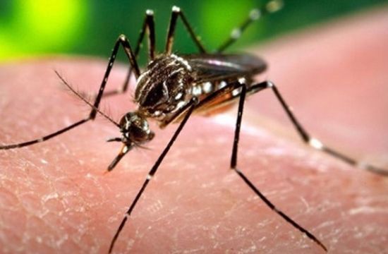 zika_817977282_621244385