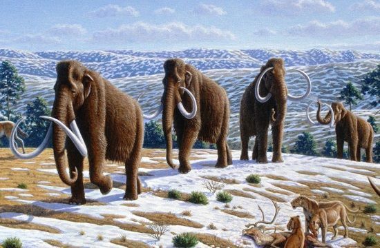 Woolly_mammoth__Mammuthus_primigenius____Mauricio_Ant__n_917095147