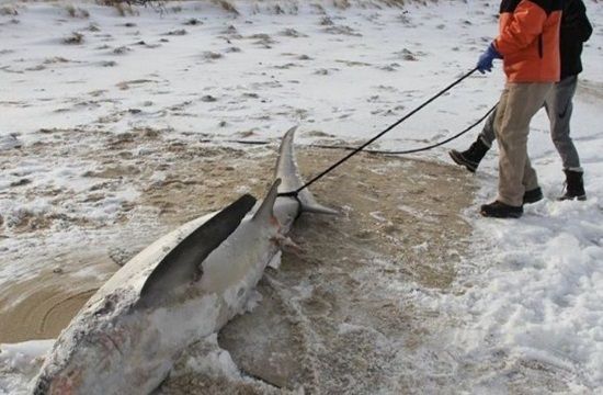 shark_820x418_493560418